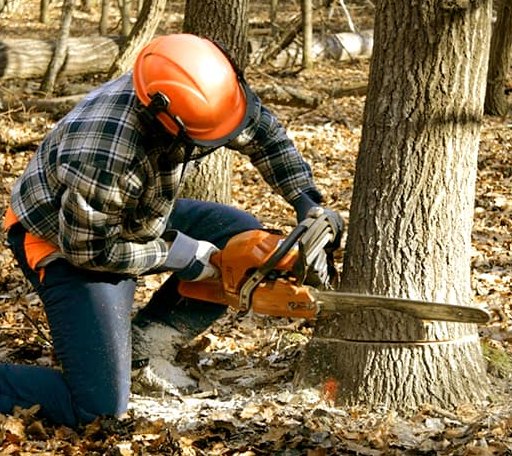 Tree Removal in Hepler, KS
